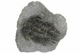 Spiny Delocare (Saharops) Trilobite - Bou Lachrhal, Morocco #204801-5